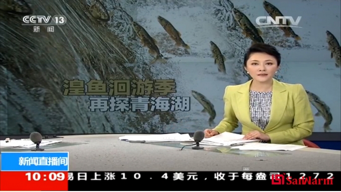 CCTV 13 湟鱼洄游大型直播
